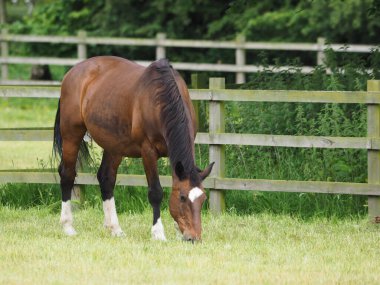 Güzel bir at yaz otlağında otluyor..