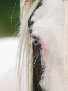 Güzel bir midillinin yüzüne yakın çekim..