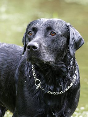Siyah bir köpek suda oynadıktan sonra sırılsıklam durur..