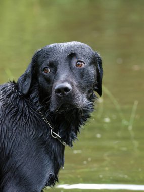 Siyah bir köpek suda oynadıktan sonra sırılsıklam durur..