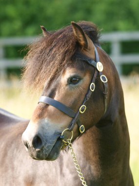 Aygır dizginli bir Exmoor aygırının vesikalığı..