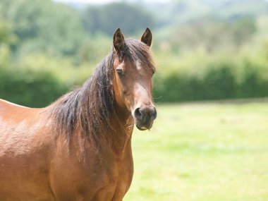 Uzun yeleli güzel bir at otlakta tek başına duruyor..