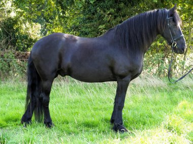 Güzel bir Frizya atı pofuduk bir dizginde.