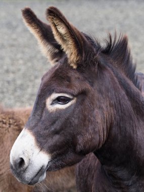Güzel siyah bir eşeğin vesikalığı..