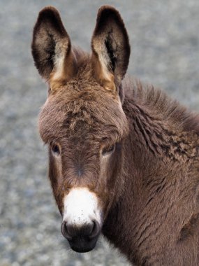 Tatlı bir eşek yavrusu vesikalığı.