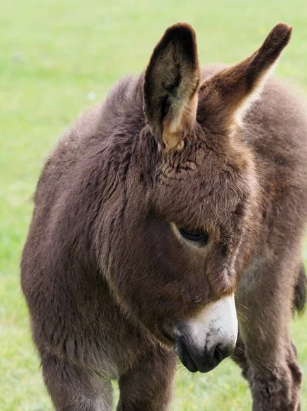 Een Schattig Ezel Veulen Zijn Moeder Stockfoto