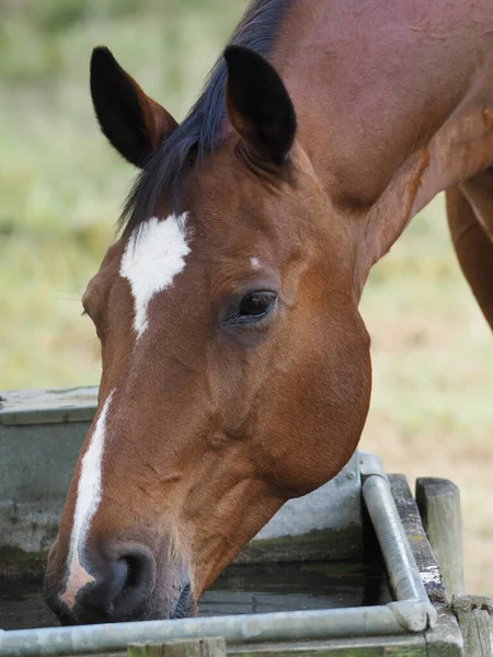 Bir körfez atı otomatik içecekten bir yudum alır.