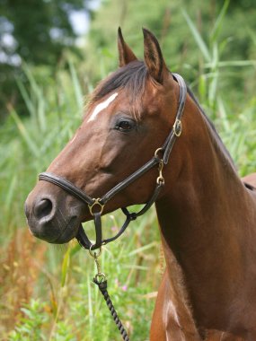 Boyunluk takmış bir atın vesikalığı..