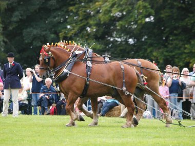 Suffolk 'tan bir ekip gösteri için atları yumrukluyor..