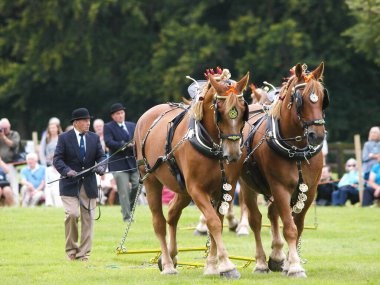 Suffolk 'tan bir ekip gösteri için atları yumrukluyor..