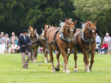 Suffolk 'tan bir ekip gösteri için atları yumrukluyor..