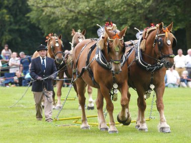 Suffolk 'tan bir ekip gösteri için atları yumrukluyor..