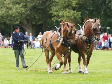 Suffolk 'tan bir ekip gösteri için atları yumrukluyor..