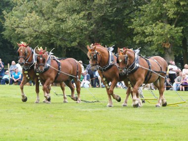 Suffolk 'tan bir ekip gösteri için atları yumrukluyor..