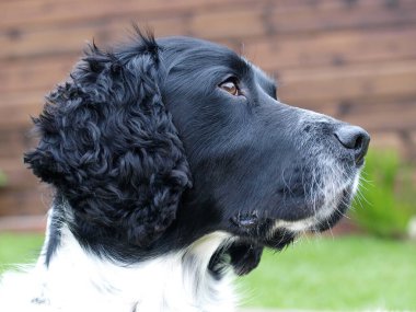 Güzel bir siyah-beyaz Spaniel resmi..