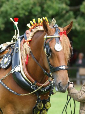 Nadir bir tür Suffolk Atı tam teçhizatlı