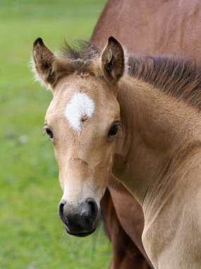 Dışarıda çayırda tatlı bir Galli tay yavrusu..
