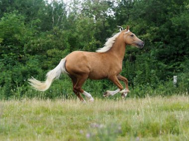 Güzel bir palomino Galli midilli otlakta hoplayıp zıplıyor.