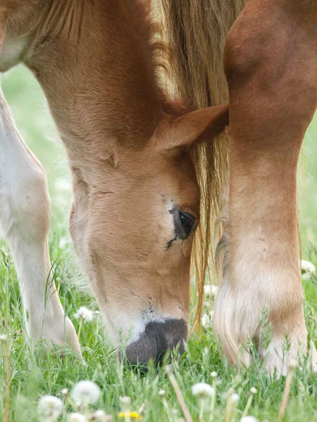 Рідкісна Порода Suffolk Punch Foal Їсть Весняну Траву — стокове фото