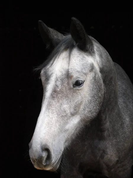 Tiro Cabeça Belo Cavalo Contra Fundo Preto — Fotografia de Stock