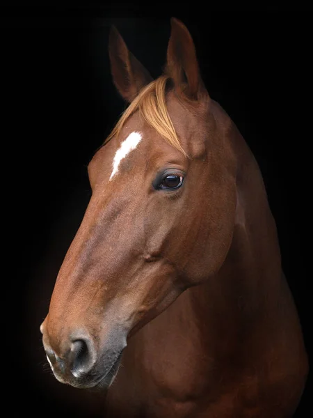 黒い背景の美しい馬の頭のショット — ストック写真