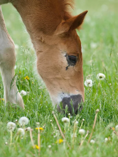 Gros Plan Poulain Suffolk Punch Race Rare Mangeant Herbe Printanière — Photo