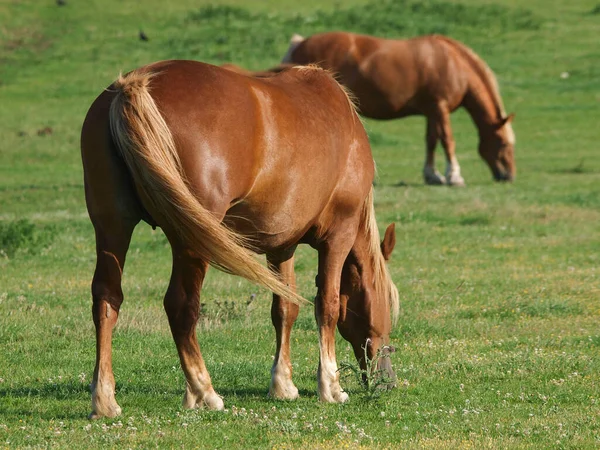 Dos Caballos Suffolk Punch Raza Rara Pastan Prado Verano —  Fotos de Stock