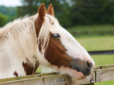 Çitin üzerinden eğilmiş eğri büğrü bir çingene koçanı fotoğrafı..