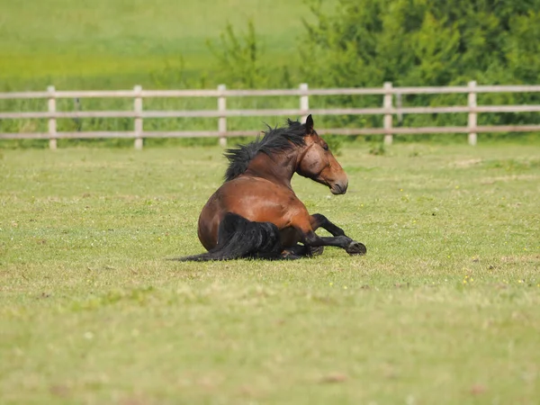 Caballo Bahía Acuesta Sobre Hierba Potrero — Foto de Stock