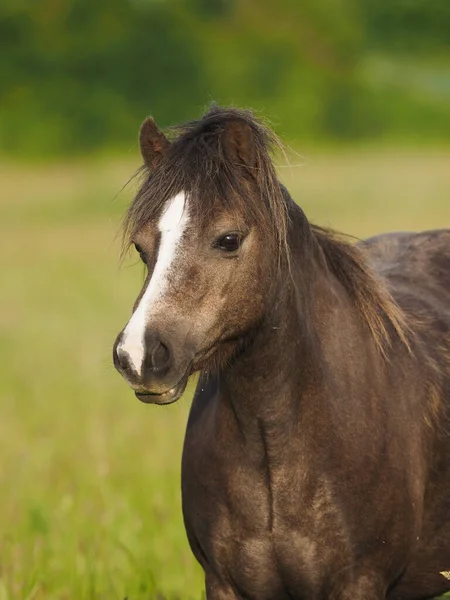 Ein Übergewichtiges Walisisches Pony Steht Auf Einer Koppel — Stockfoto