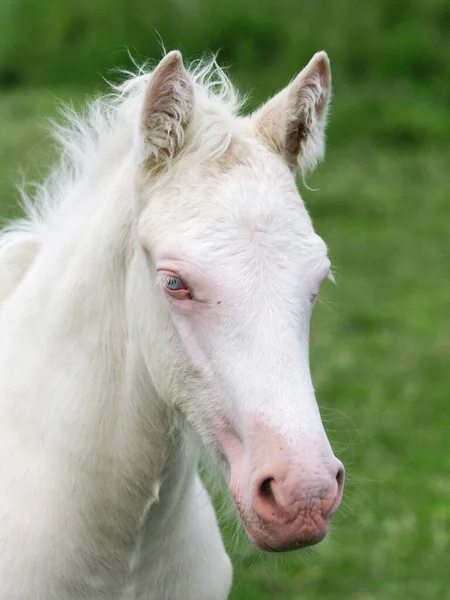 Head Shot Young Pretty Cremello Foal — Stock Photo, Image