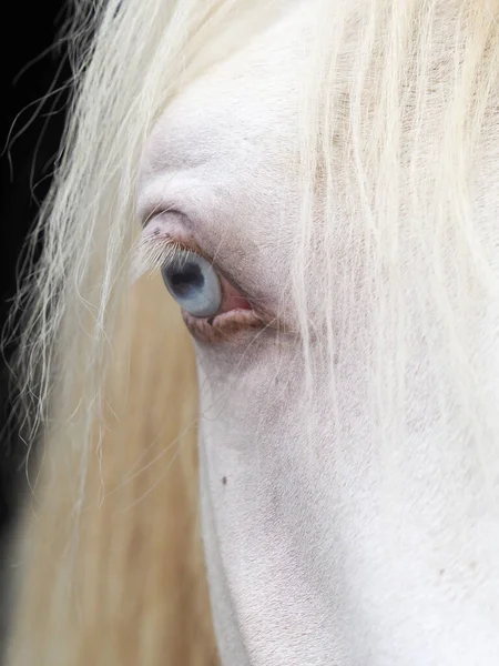 Bir Cremello Aygırının Gözünün Yüzünün Yakın Çekimi — Stok fotoğraf
