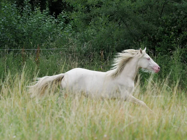 Jeune Cheval Cremello Galope Liberté Travers Enclos — Photo