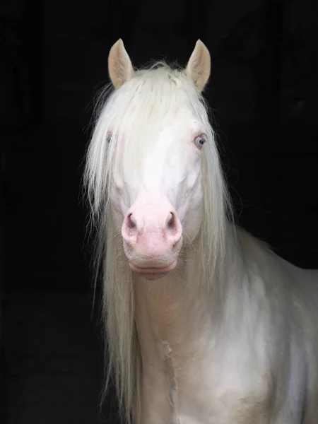 Ett Huvud Skott Vacker Kremello Hingst Ett Stall — Stockfoto