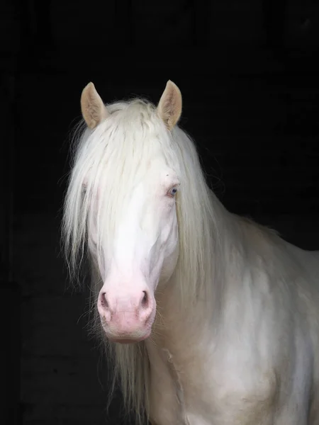 Colpo Alla Testa Bellissimo Stallone Cremello Una Stalla — Foto Stock