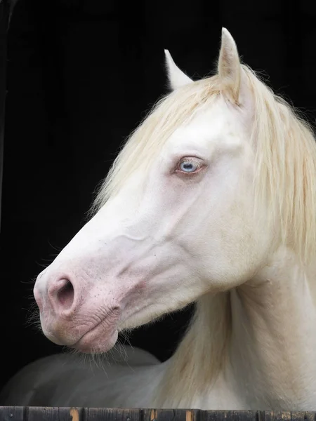 Güzel Bir Cremello Aygırının Ahırdaki Resmi — Stok fotoğraf