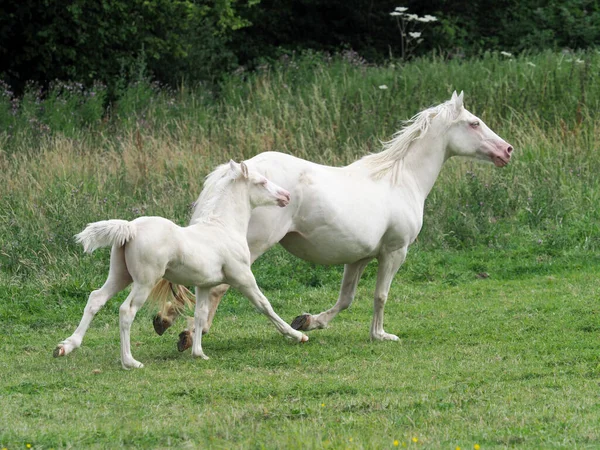 パドックを通して雌馬と子馬 — ストック写真