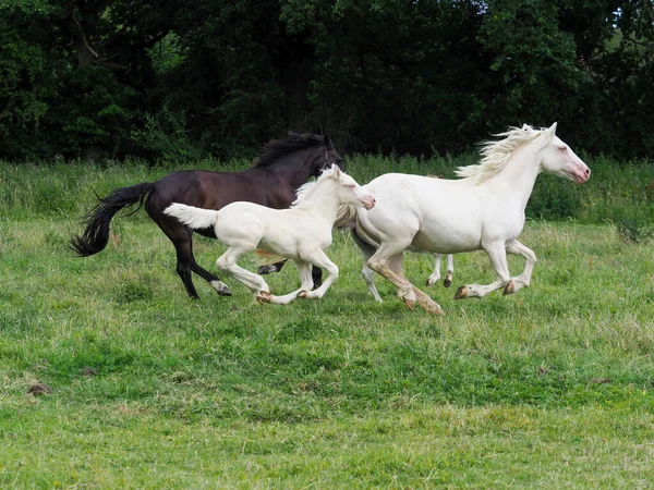 小さな馬の群れは パドックを介して馬や子馬のギャロップを含む — ストック写真