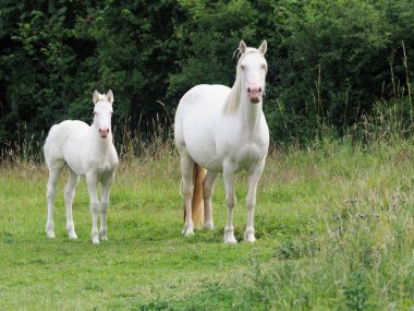 A mare and foal stand in a summer paddock.