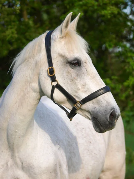 Head Shot Dappled Grey Horse Leather Head Collar — Stock fotografie