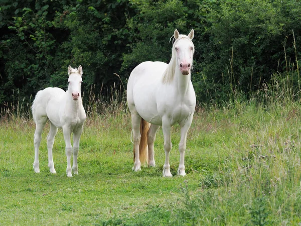 Mare Foal Stand Summer Paddock — Stock Photo, Image