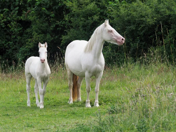 Een Merrie Veulen Staan Een Zomerpaddock — Stockfoto