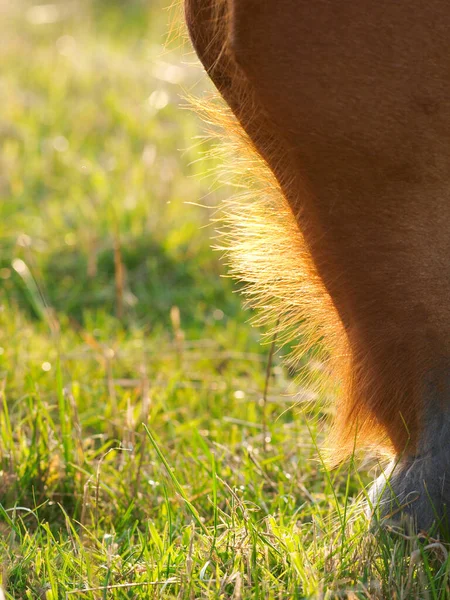 Närbild Betande Suffolk Punch — Stockfoto