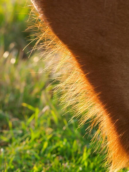 Närbild Betande Suffolk Punch — Stockfoto