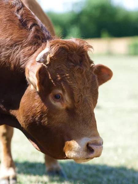 Tiro Cabeza Toro Raza Rara Paddock Verano —  Fotos de Stock