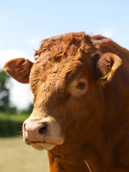 Head Shot Rare Breed Bull Summer Paddock — Stock Photo, Image