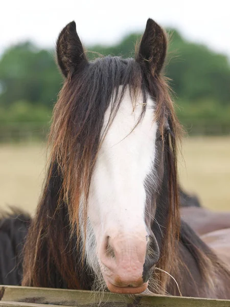 Een Foto Van Een Zigeunerkolf Die Een Hek Kijkt — Stockfoto