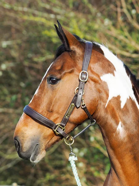 Head Shot Beautiful Skewbald Horse Leather Headcollar — Stock Photo, Image