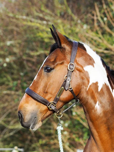 Head Shot Beautiful Skewbald Horse Leather Headcollar — Stock Photo, Image