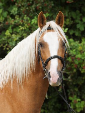 Sarışın yeleli kestane atının enseli fotoğrafı..